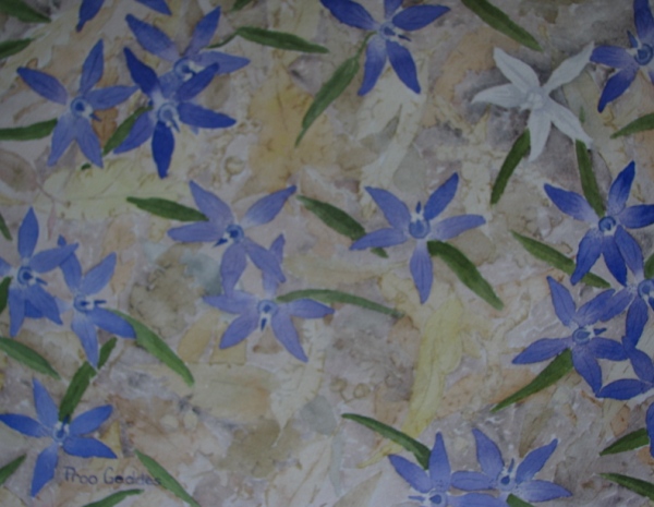 Glossodia Major